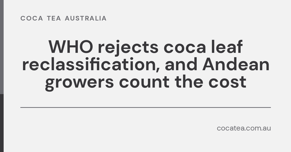 WHO rejects coca leaf reclassification, and Andean growers count the cost